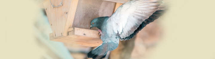 taubenfutter kategorieeinstiegsbanner